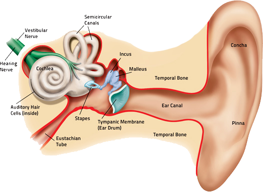 Diagram of the ear, including the vestibular nerve, hearing nerve, cochlea, auditory hair cells, semicircular canals, stapes, Eustachian tube, malleus, incus, eardrum, temporal bone, ear canal, pinna, and concha