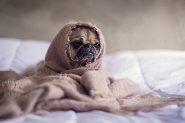 sleeping with tinnitus dog in a blanket